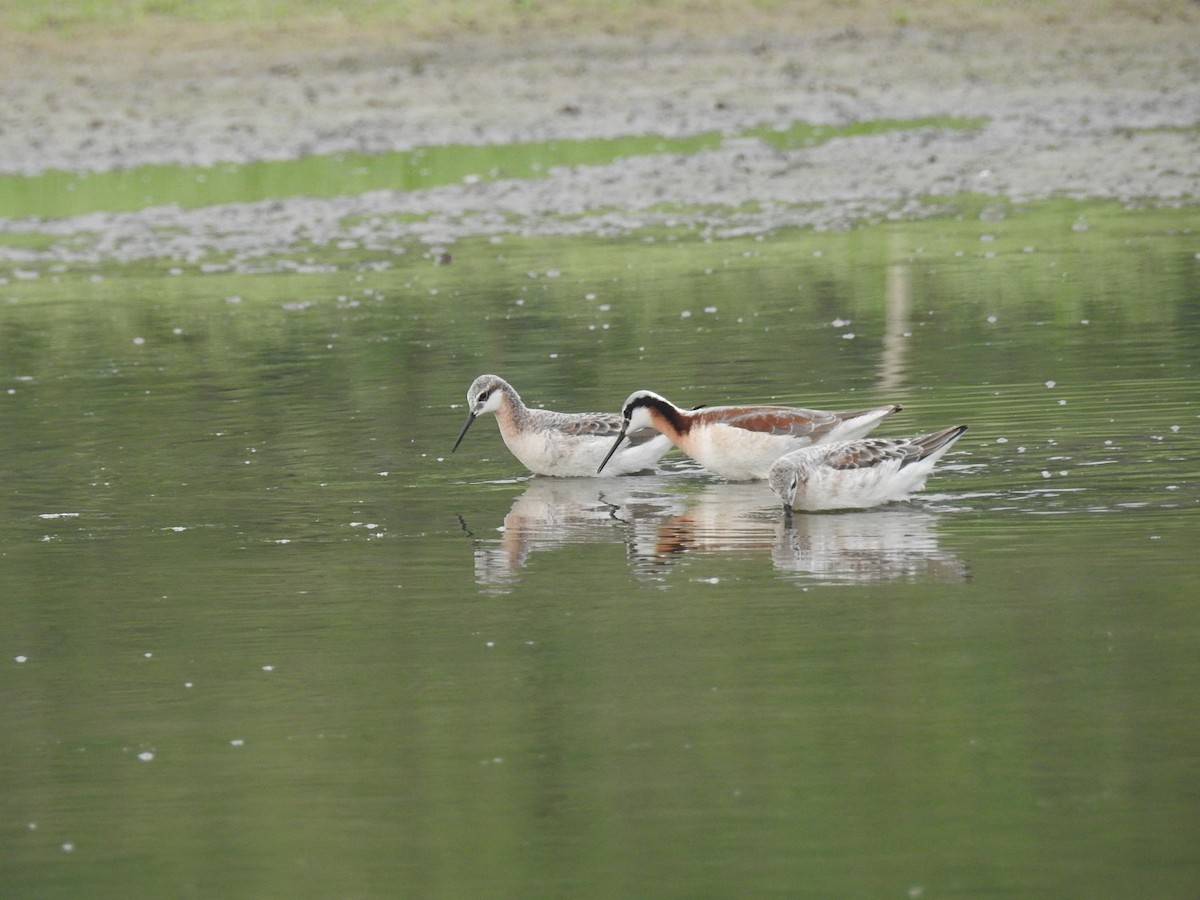 Wilson's Phalarope - ML620341372