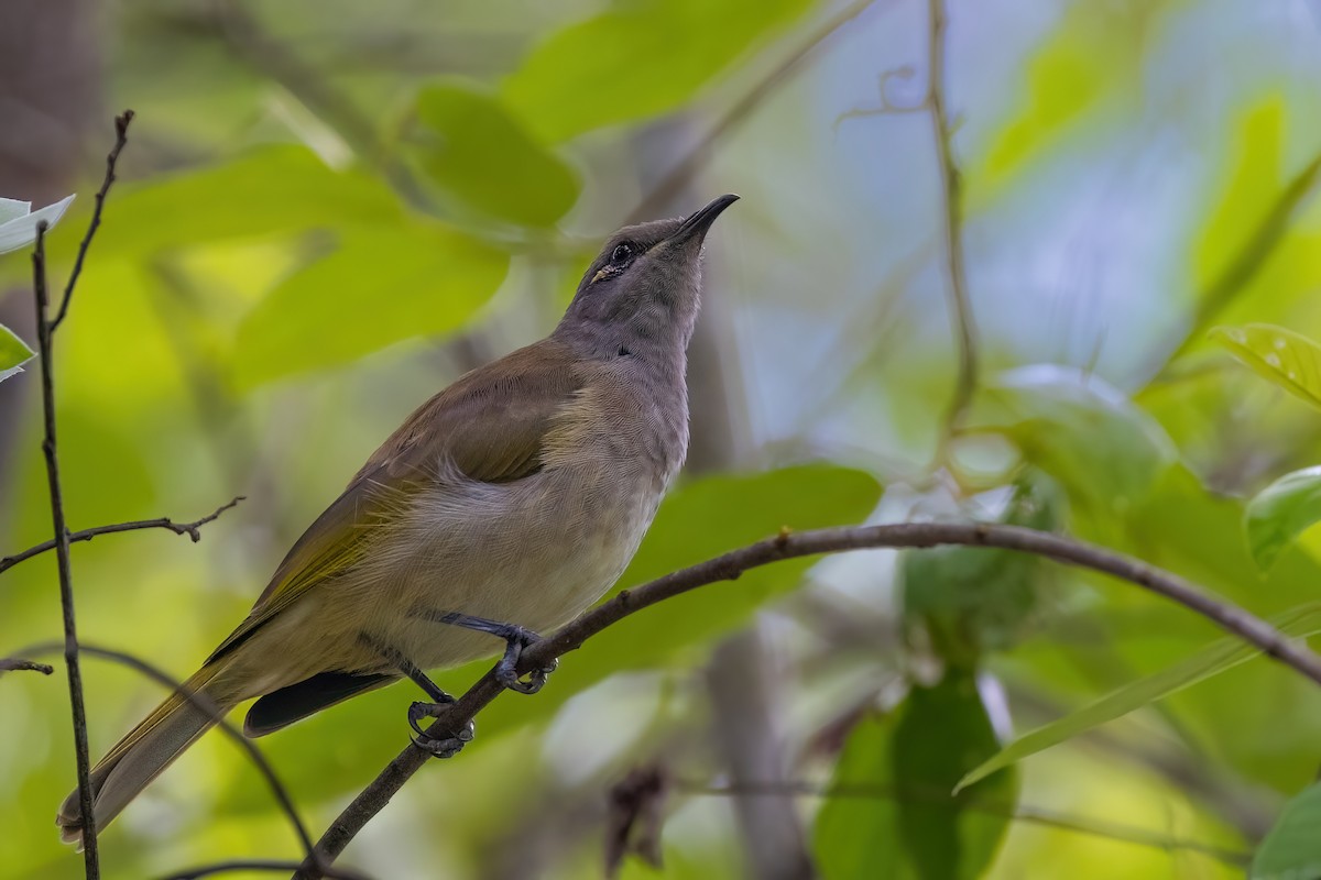 Brown Honeyeater - ML620341389