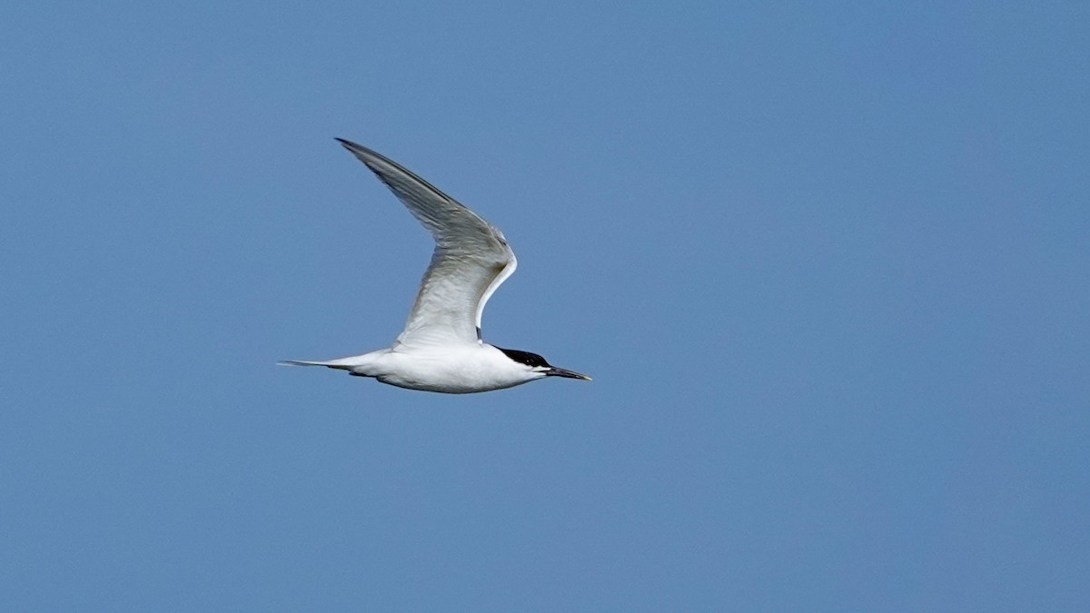 Sandwich Tern - ML620341394