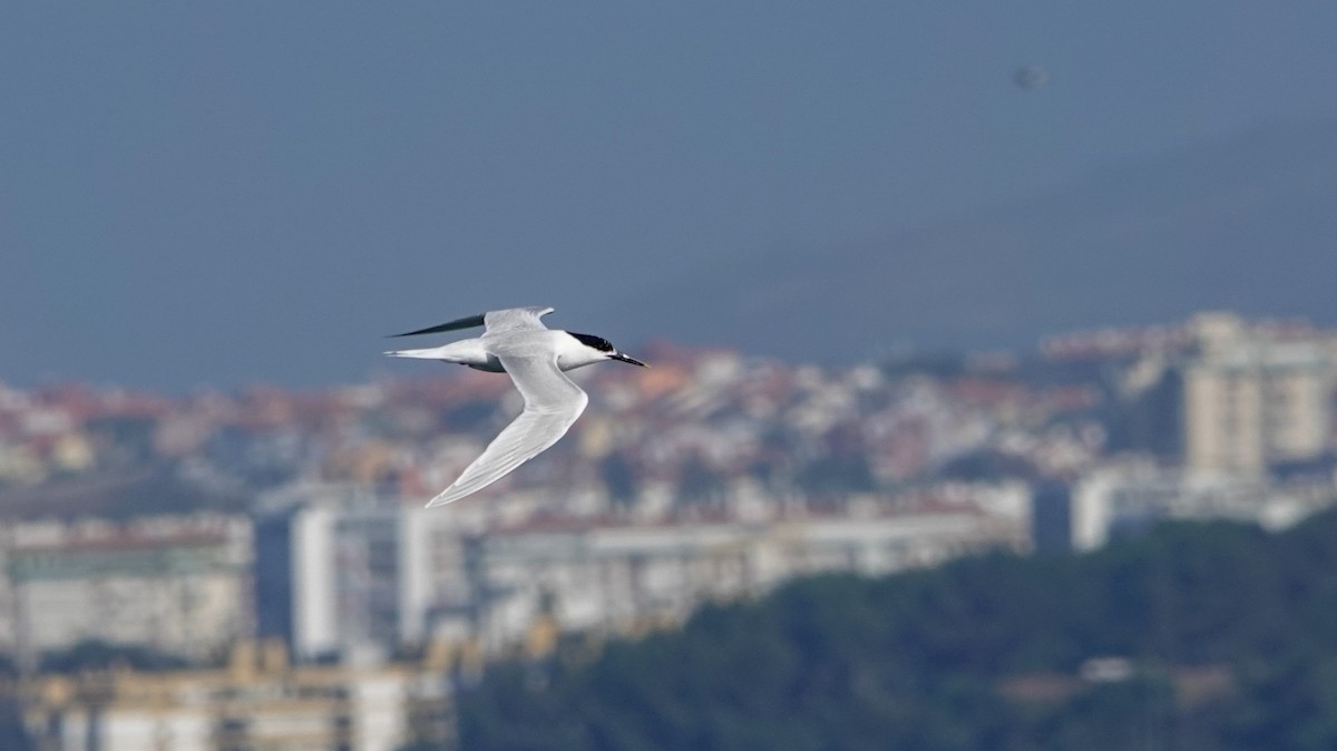 Sandwich Tern - ML620341397