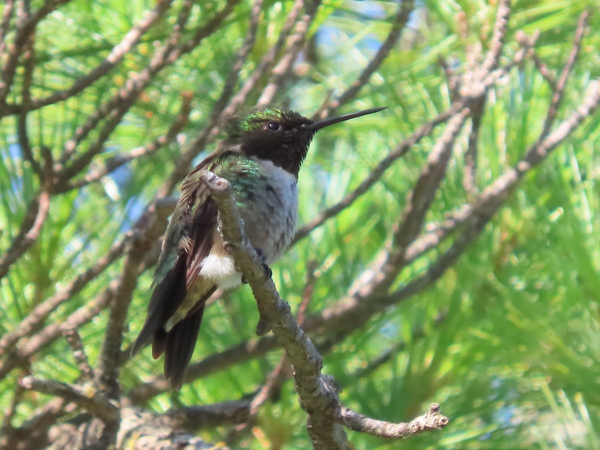 Ruby-throated Hummingbird - ML620341398