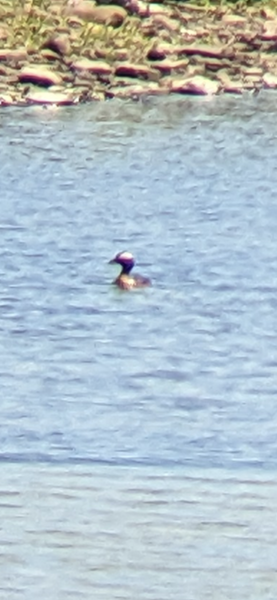 Horned Grebe - ML620341399