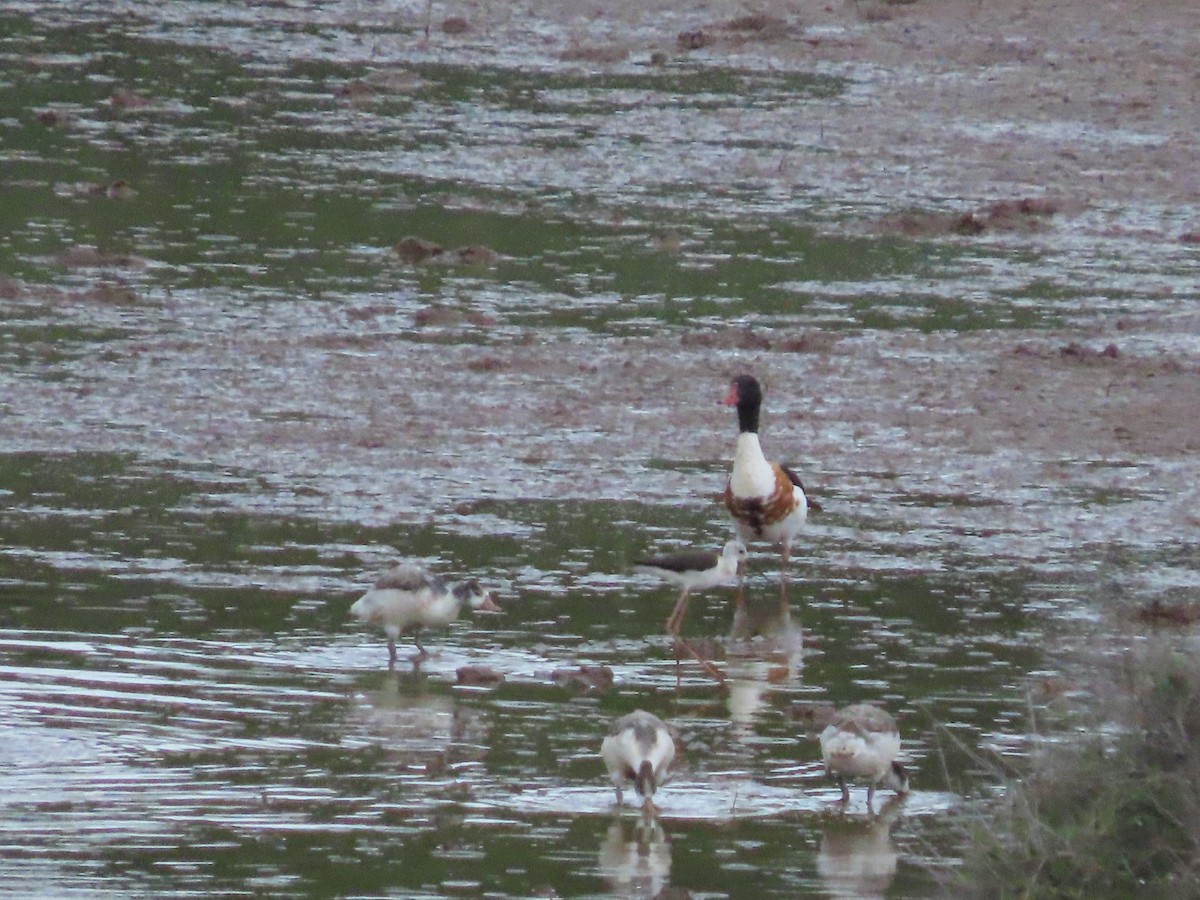 Common Shelduck - ML620341401