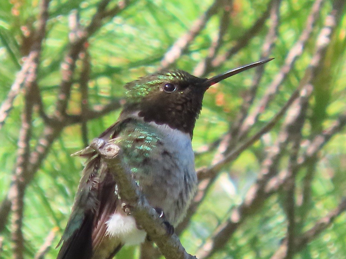 Ruby-throated Hummingbird - ML620341402