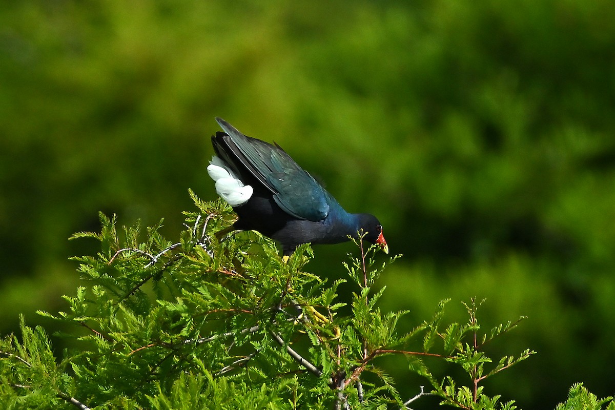 Purple Gallinule - ML620341405