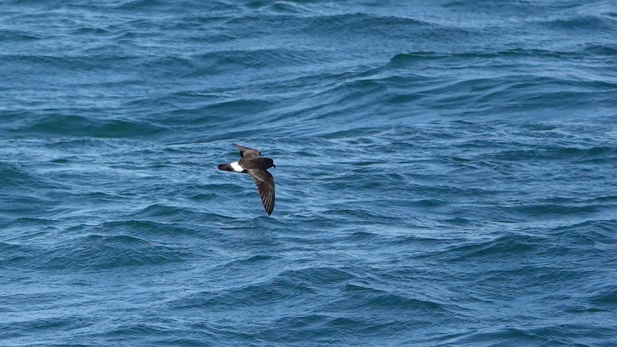 European Storm-Petrel - Luís Lourenço