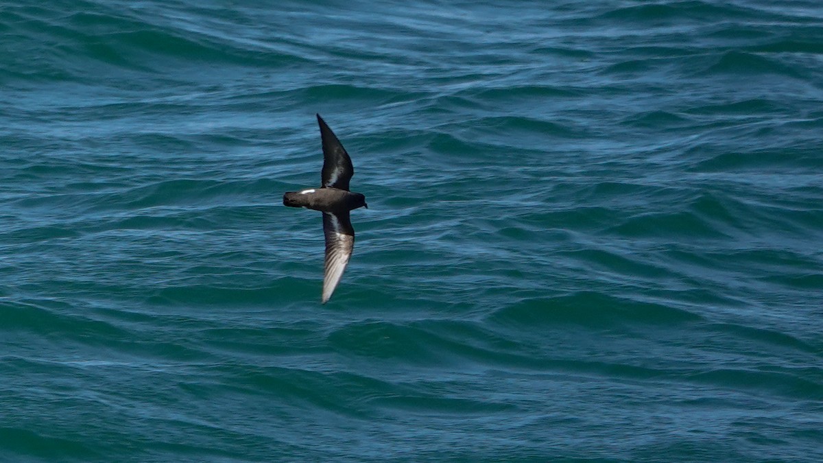 European Storm-Petrel - ML620341415