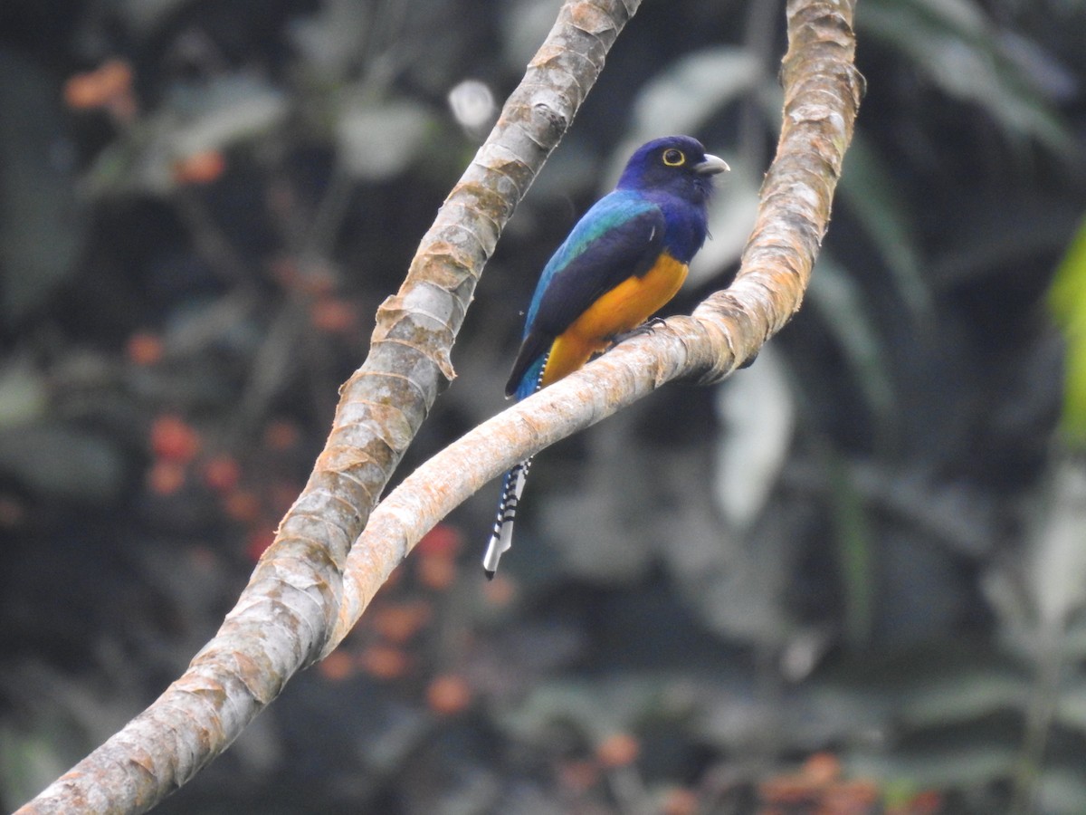 Green-backed Trogon - ML620341423