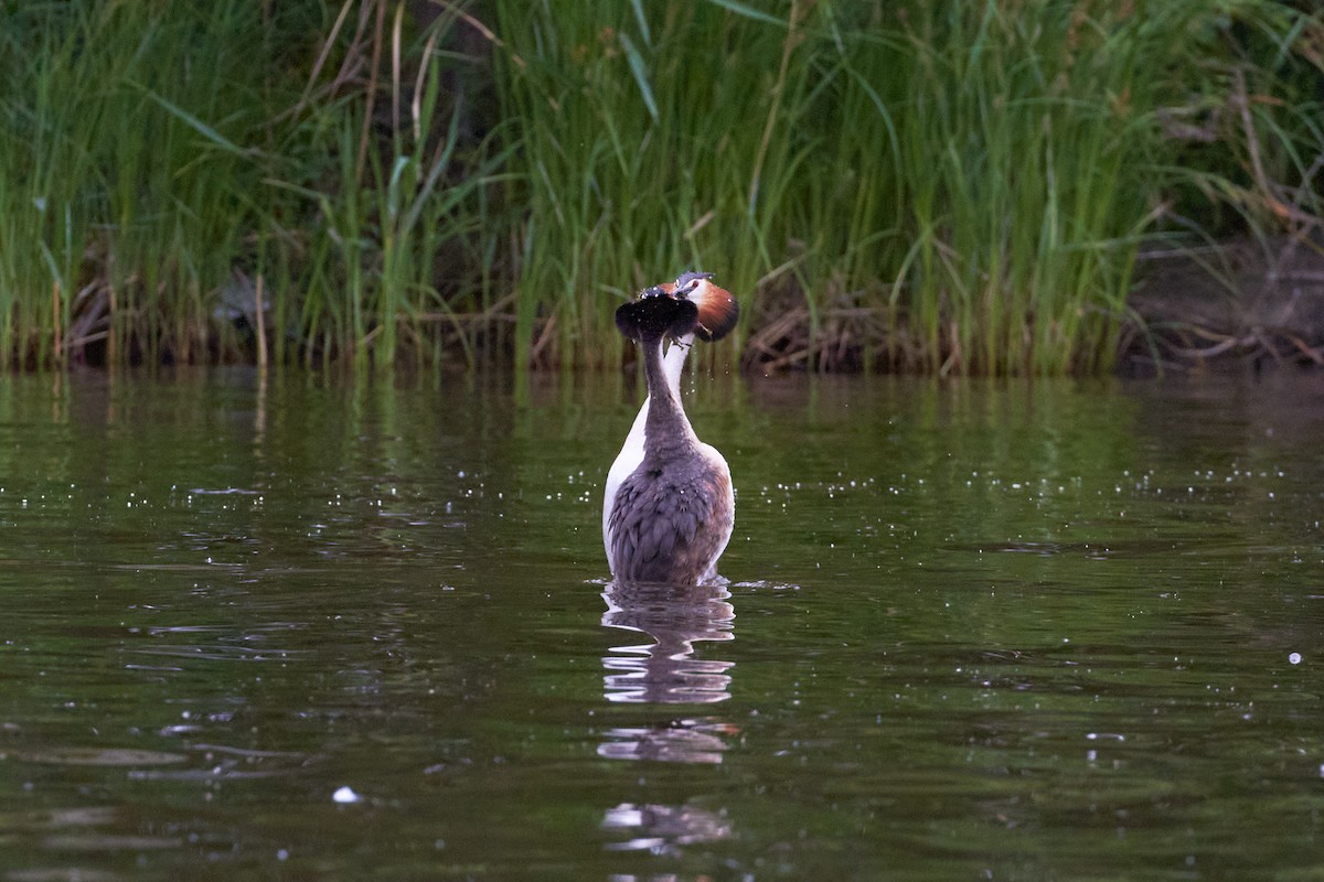 Great Crested Grebe - ML620341427
