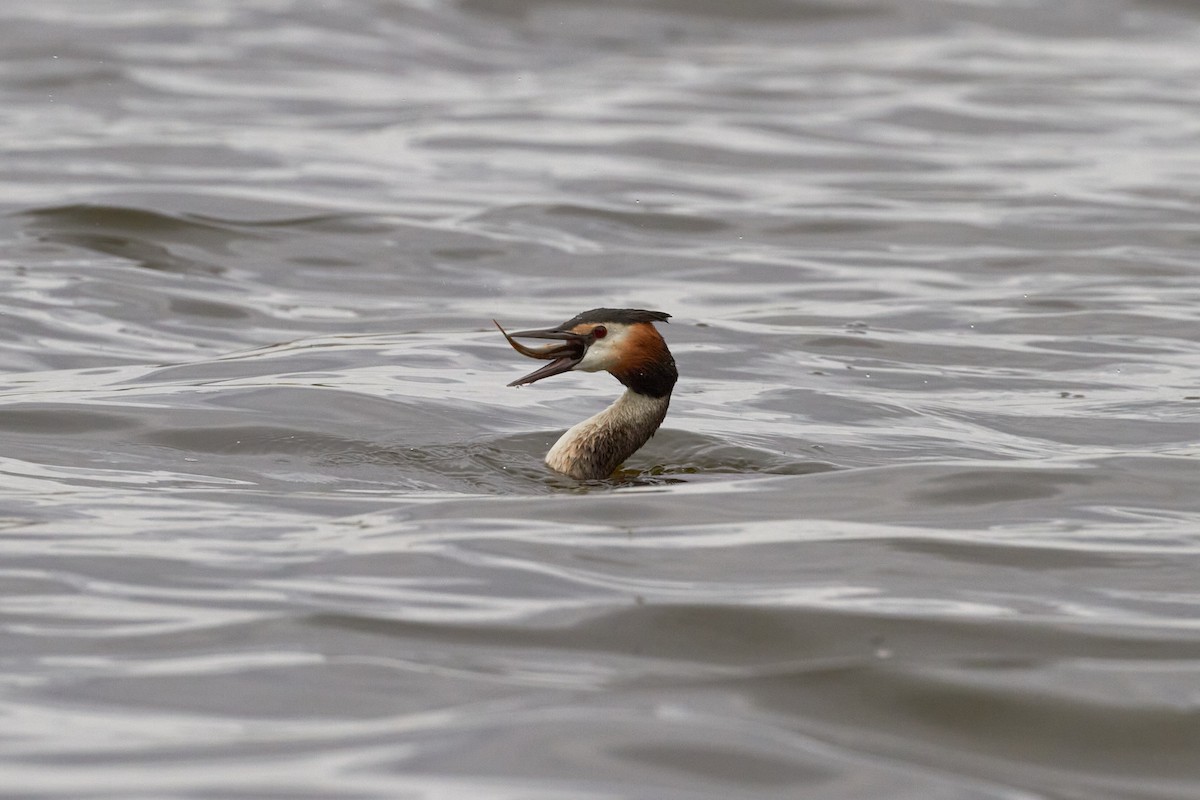 Great Crested Grebe - ML620341428