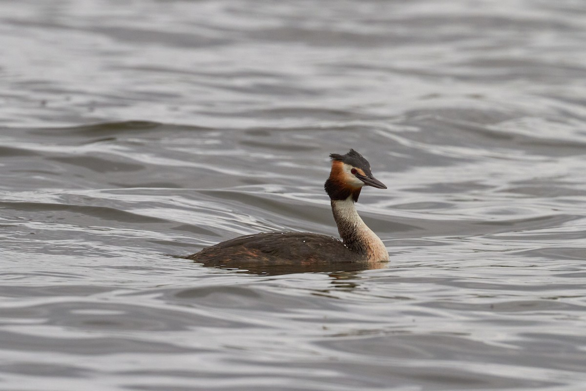 Great Crested Grebe - ML620341429