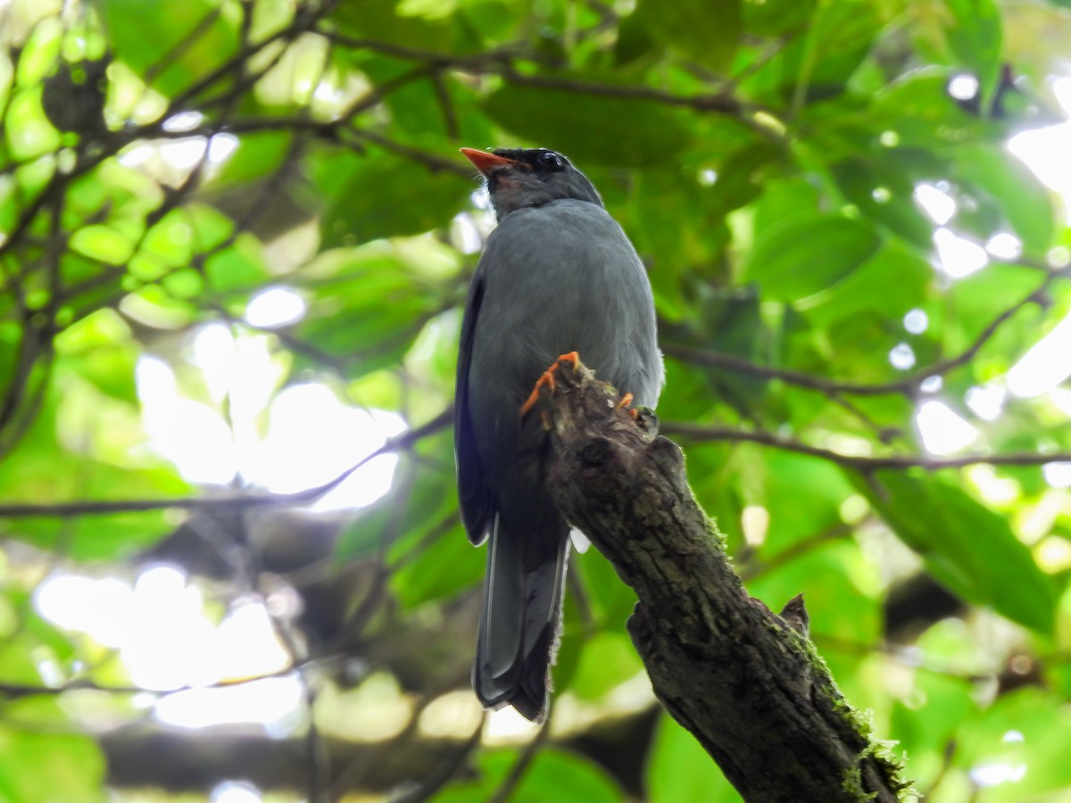 Black-faced Solitaire - ML620341433