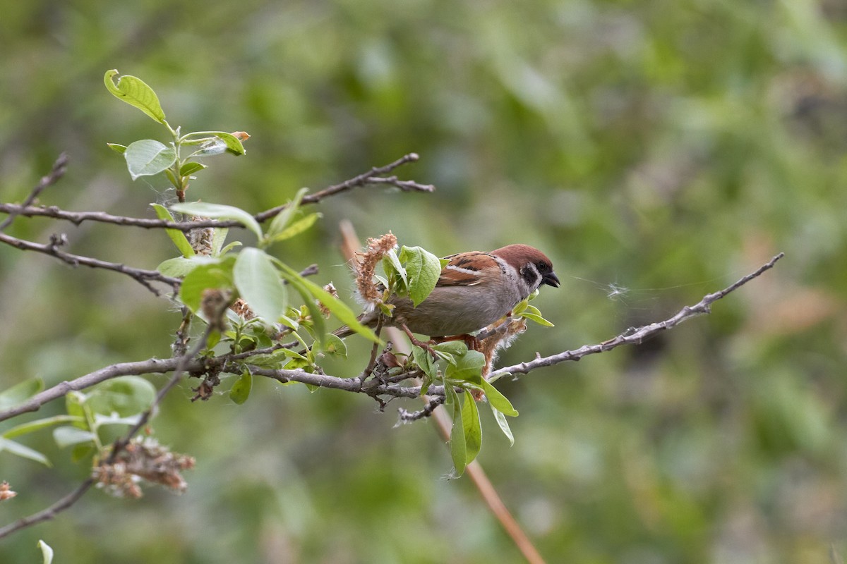 Eurasian Tree Sparrow - ML620341435