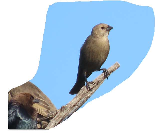 Brown-headed Cowbird - ML620341436