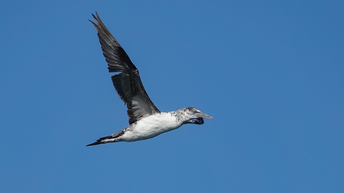 Northern Gannet - ML620341441