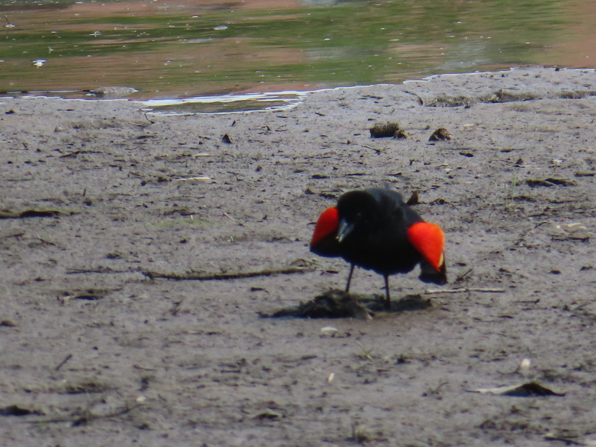 Red-winged Blackbird - Susan Gorsky