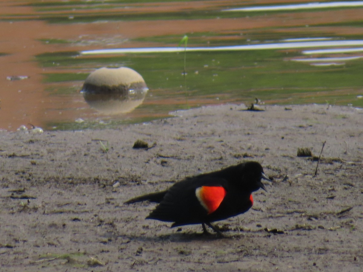 Red-winged Blackbird - Susan Gorsky
