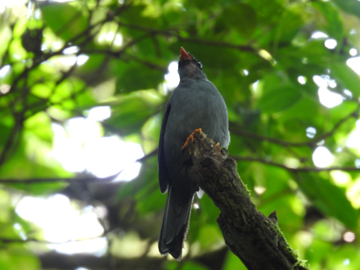 Black-faced Solitaire - ML620341456
