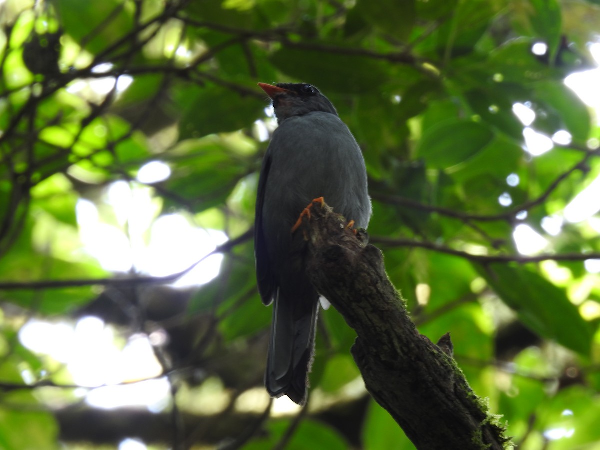 Black-faced Solitaire - ML620341457