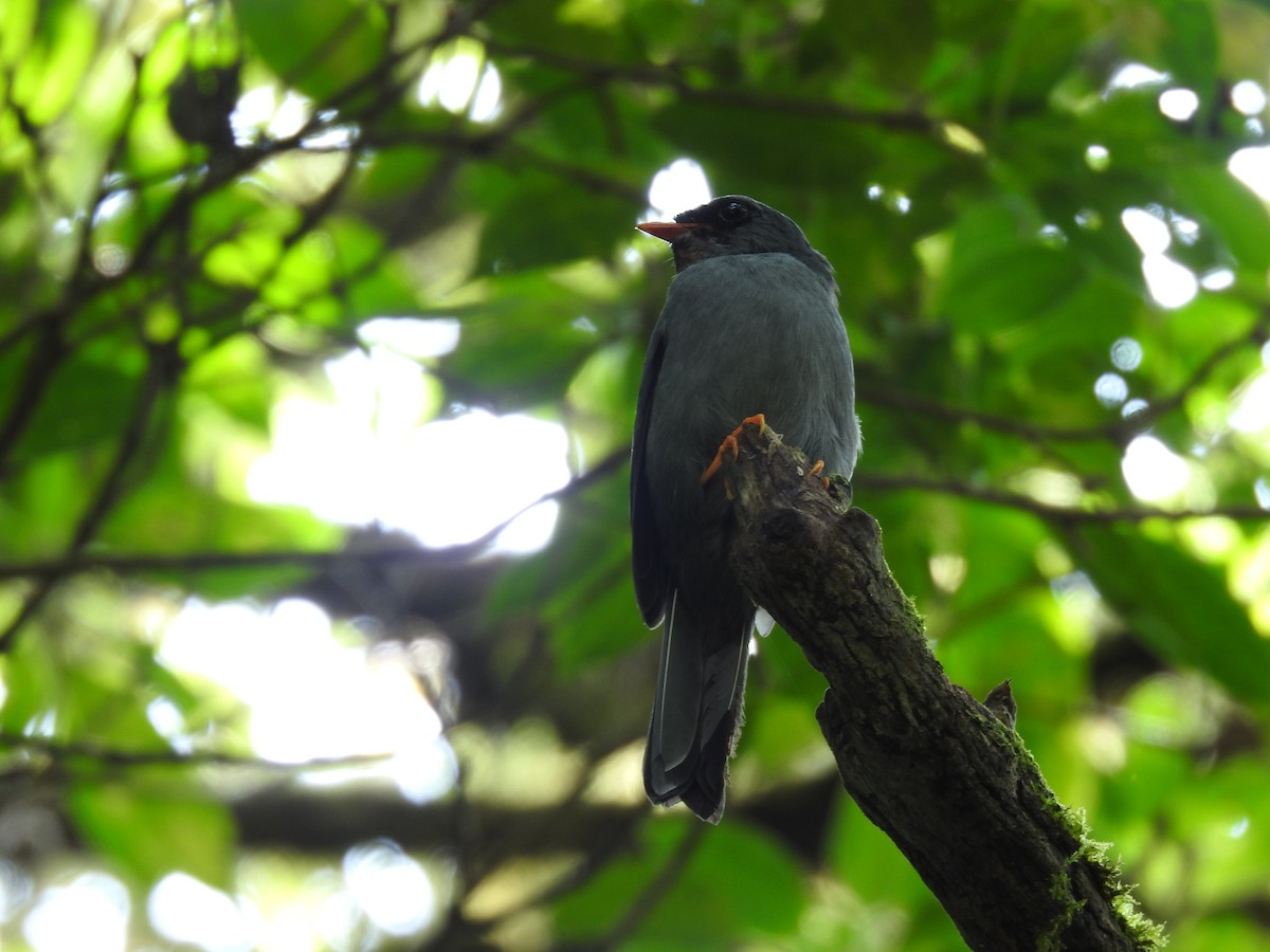 Black-faced Solitaire - ML620341458
