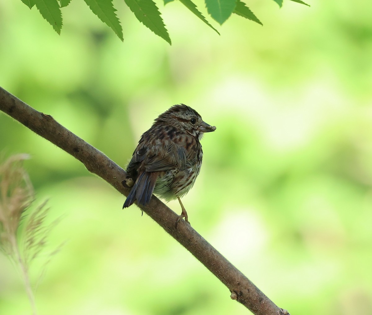 Song Sparrow - ML620341459