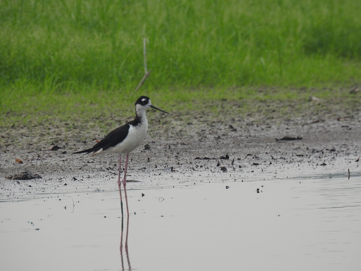 Black-necked Stilt - ML620341471