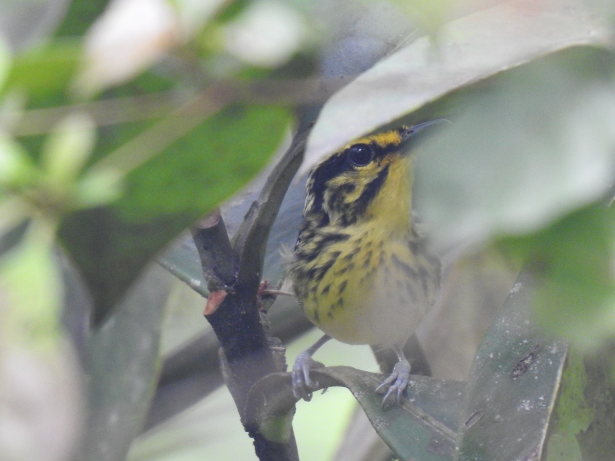 Yellow-browed Antbird - ML620341476