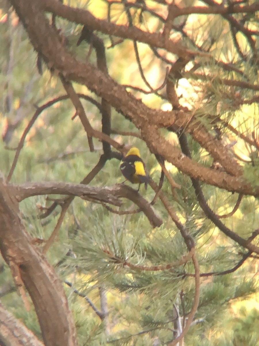 Western Tanager - ML620341481