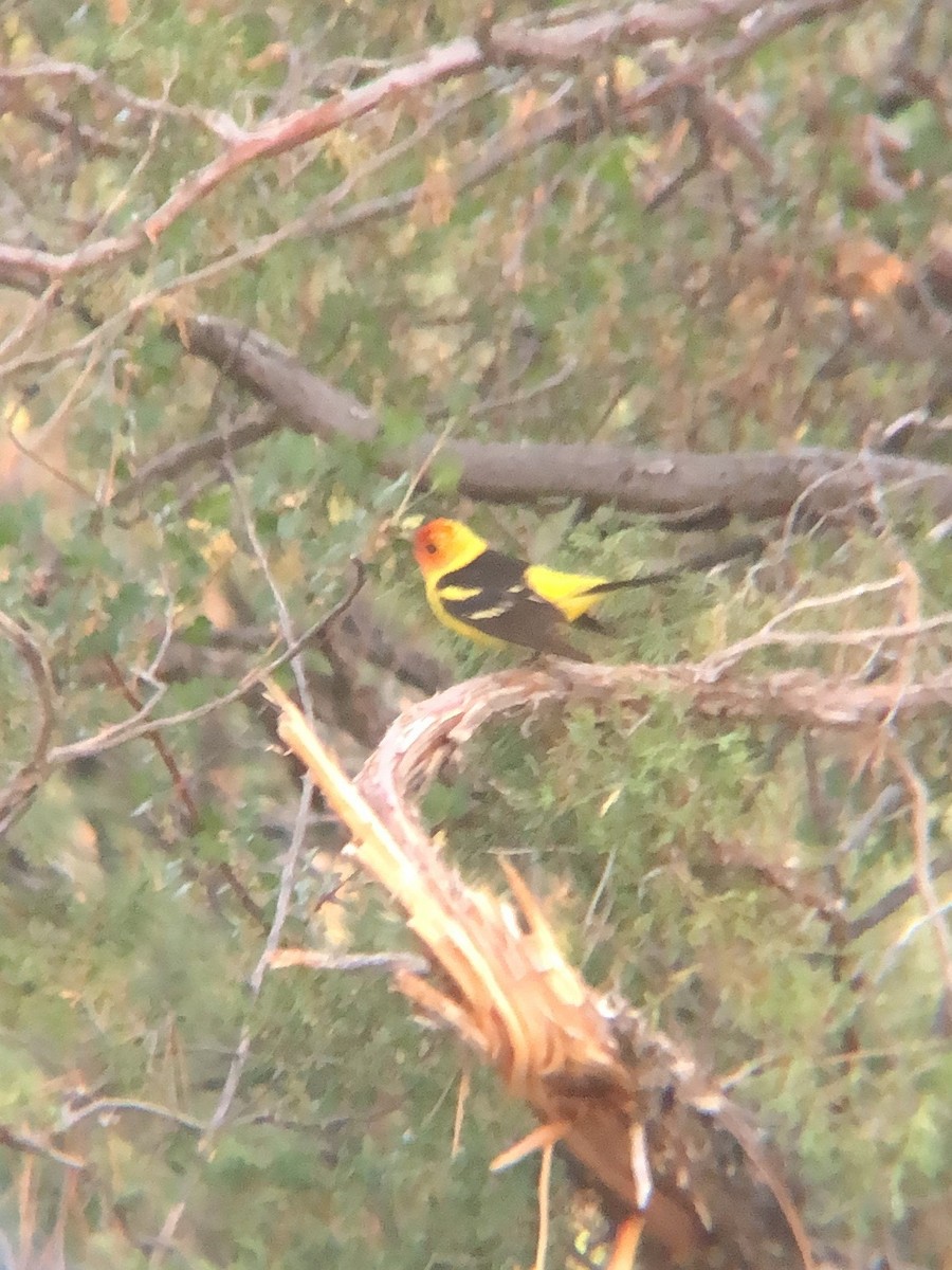 Western Tanager - ML620341483
