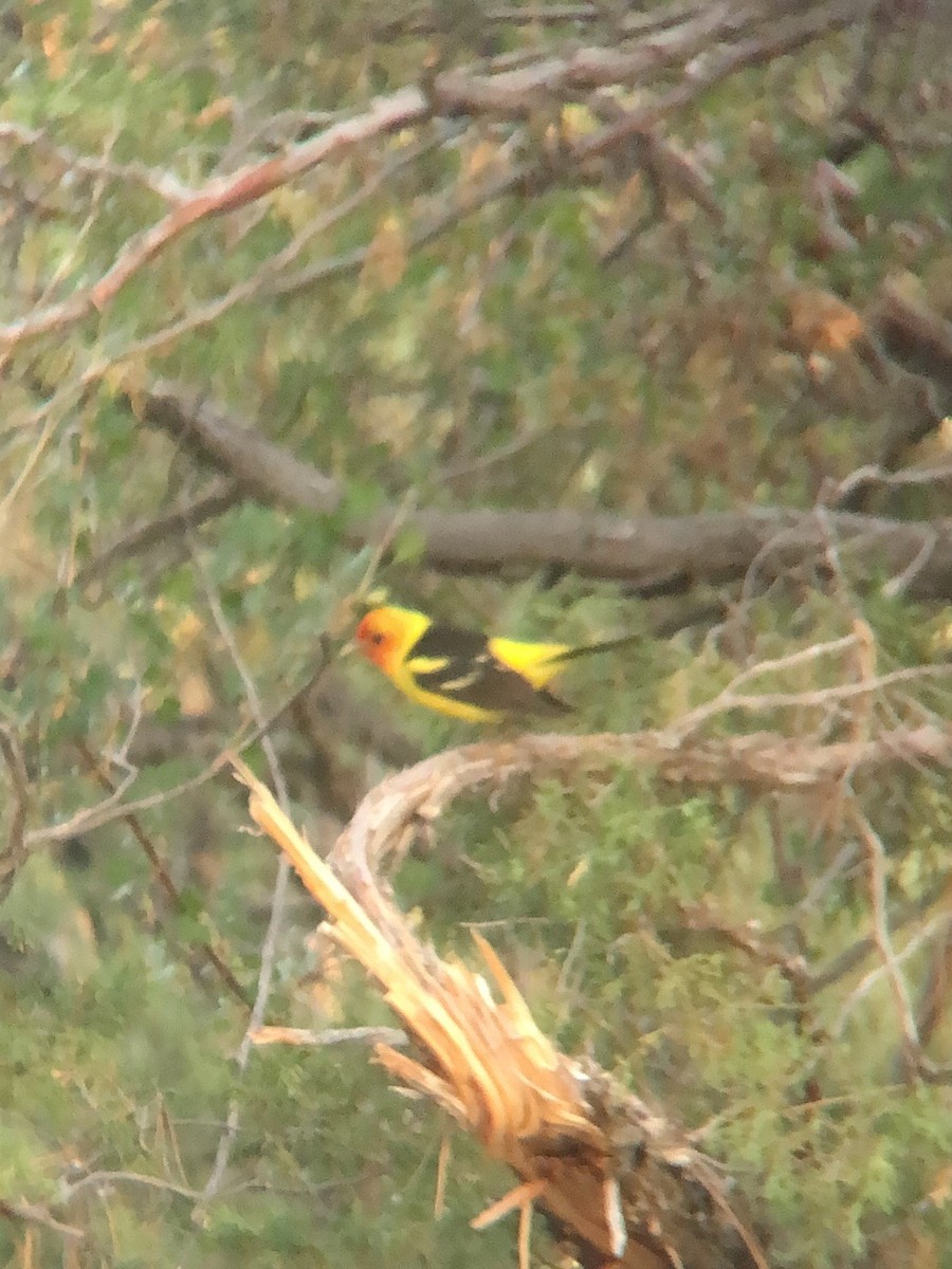 Western Tanager - ML620341484