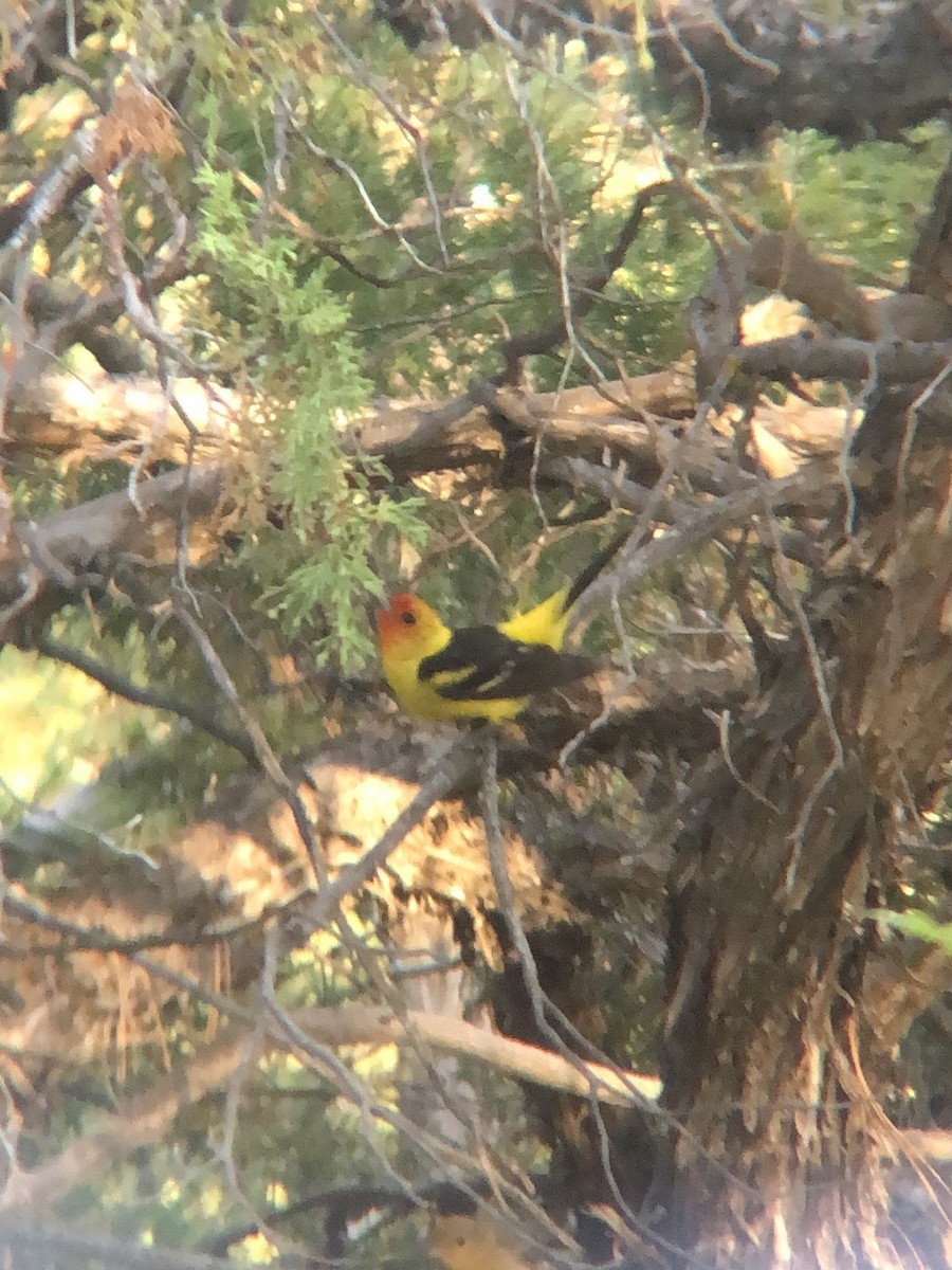 Western Tanager - ML620341485