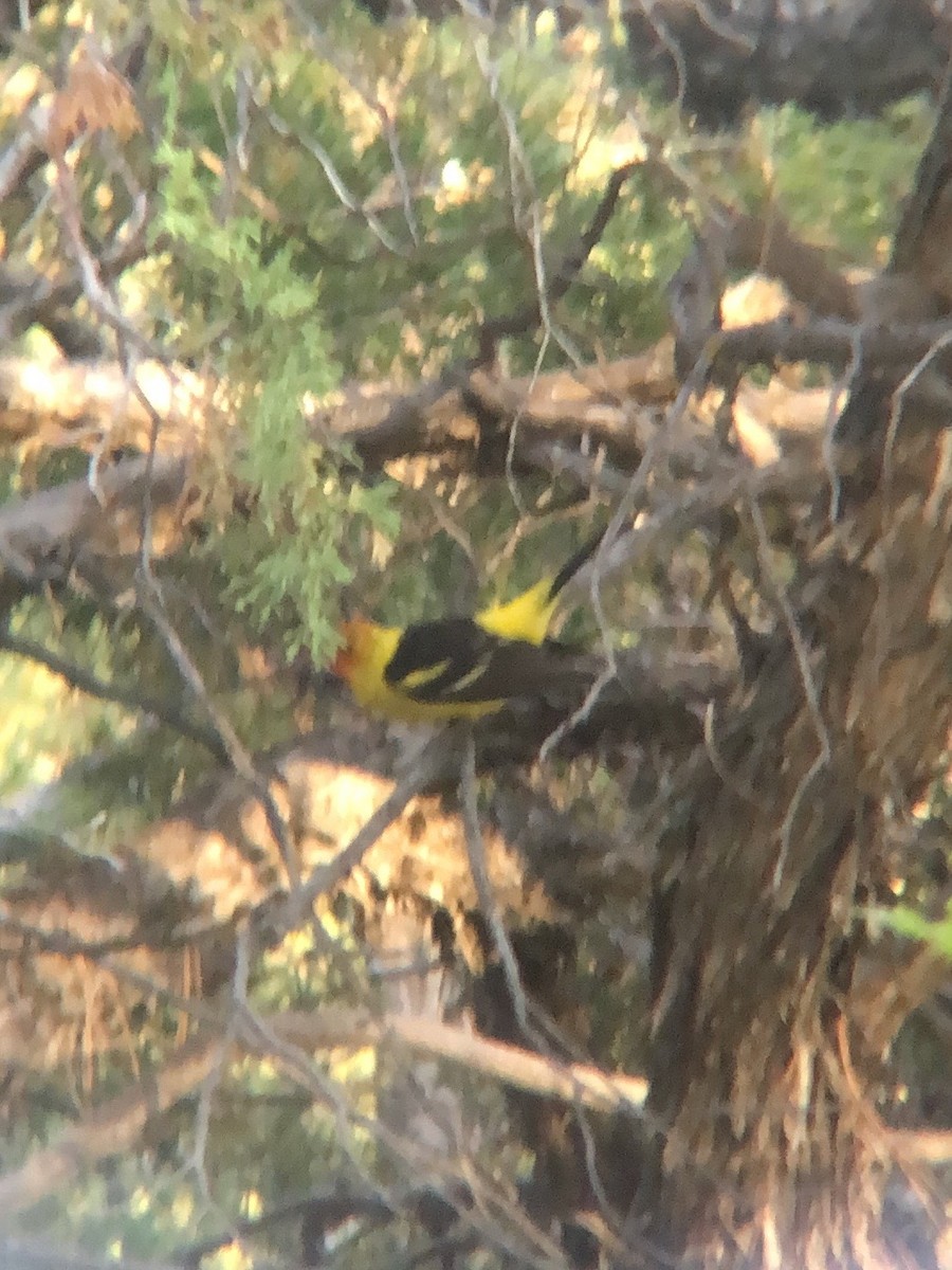 Western Tanager - ML620341486