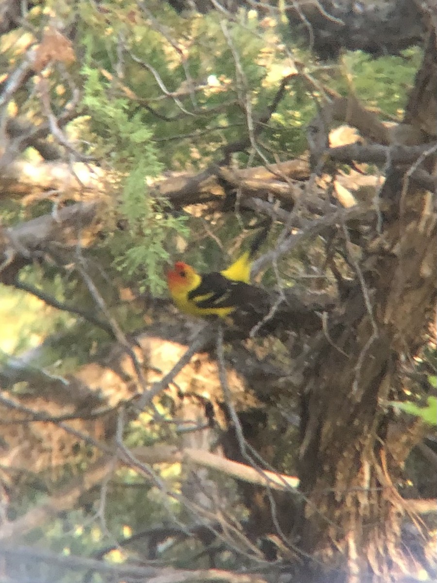 Western Tanager - ML620341487