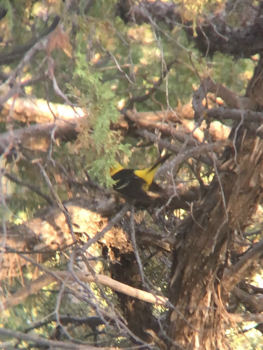 Western Tanager - ML620341488