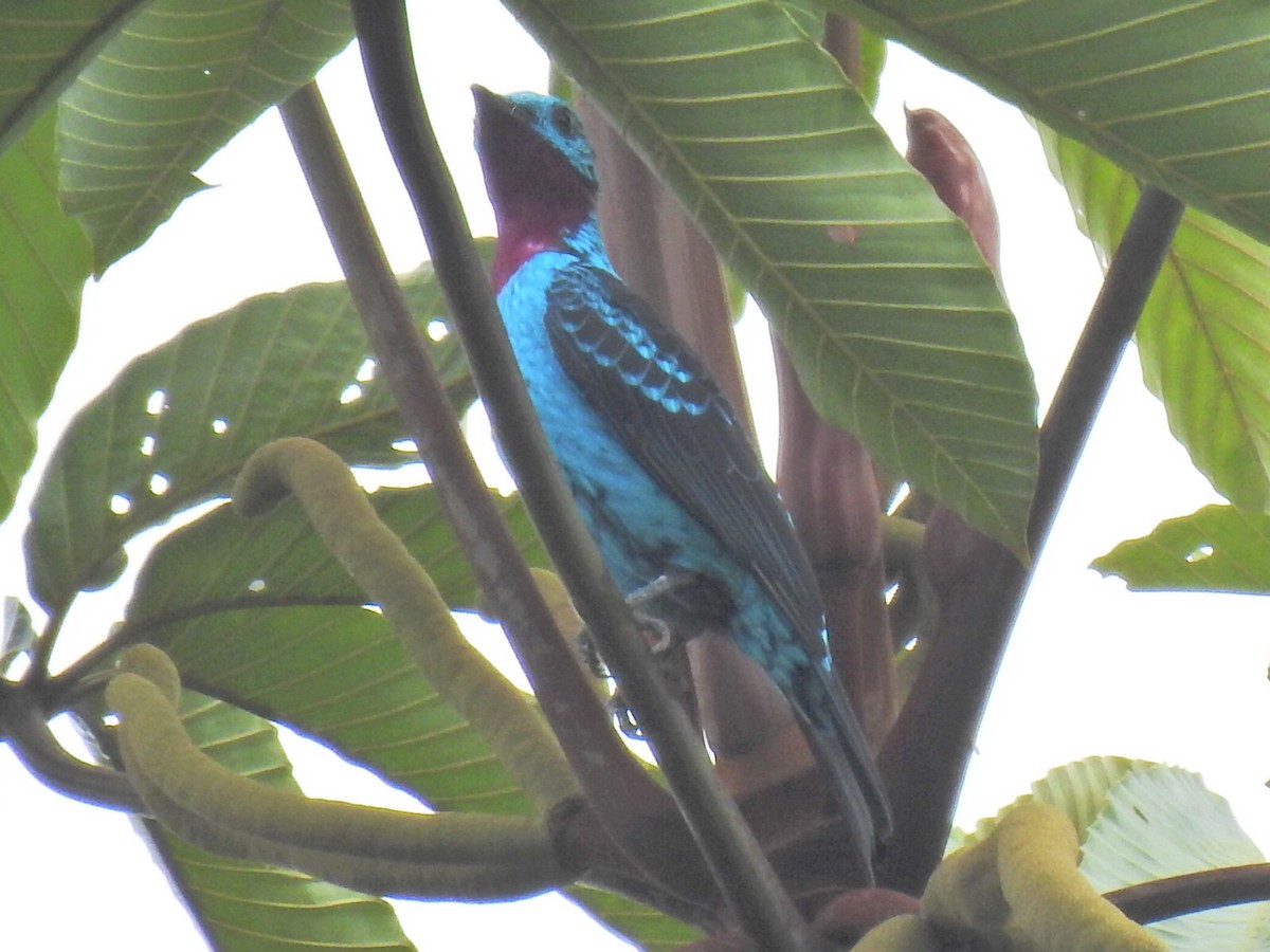 Cotinga Celeste - ML620341497