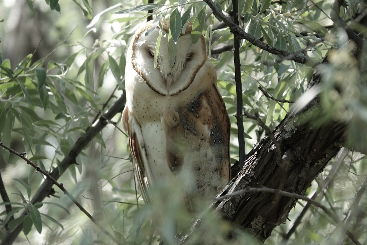 Barn Owl - ML620341527