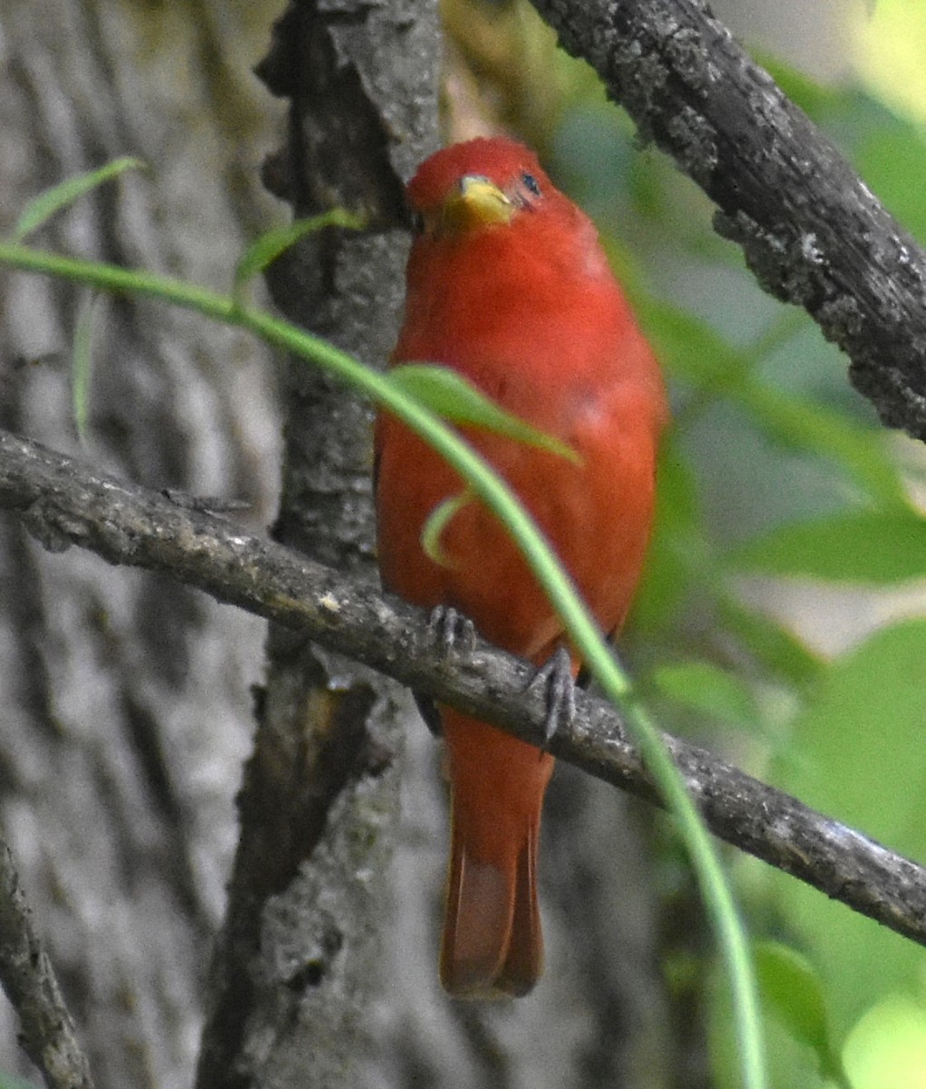 Piranga Roja - ML620341528