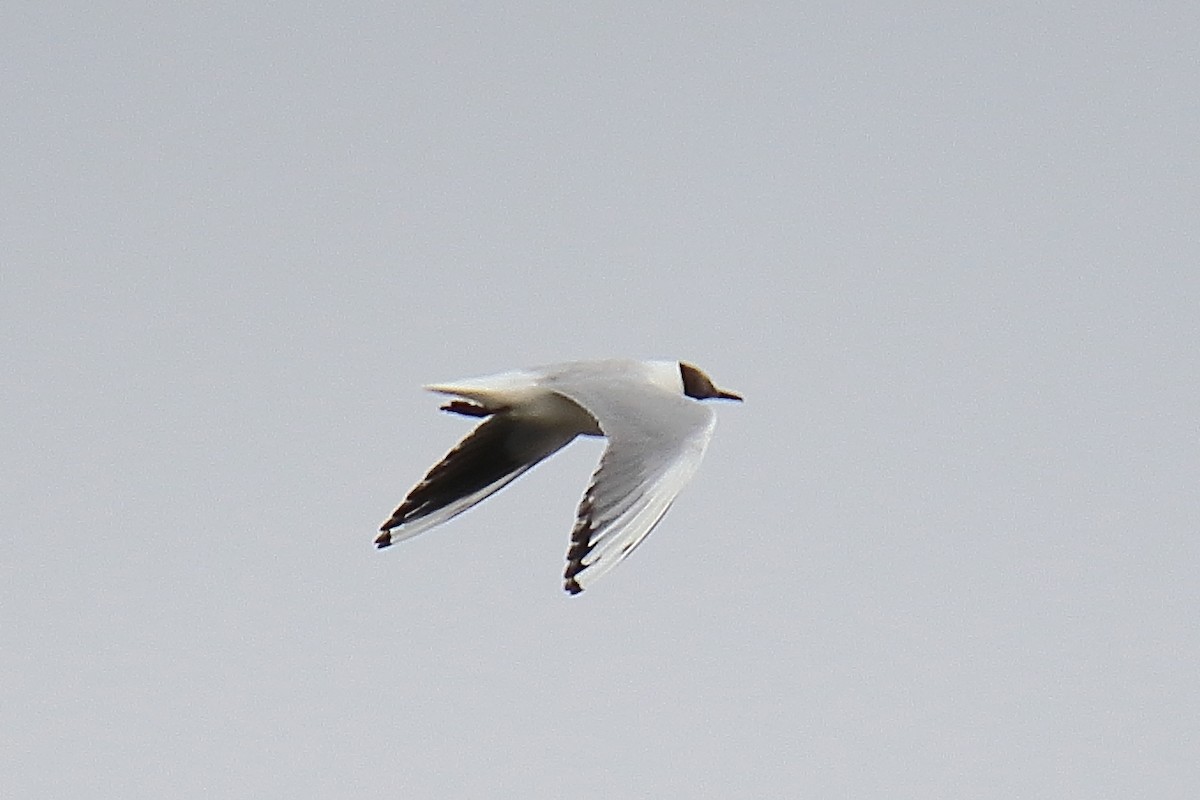 Black-headed Gull - ML620341532