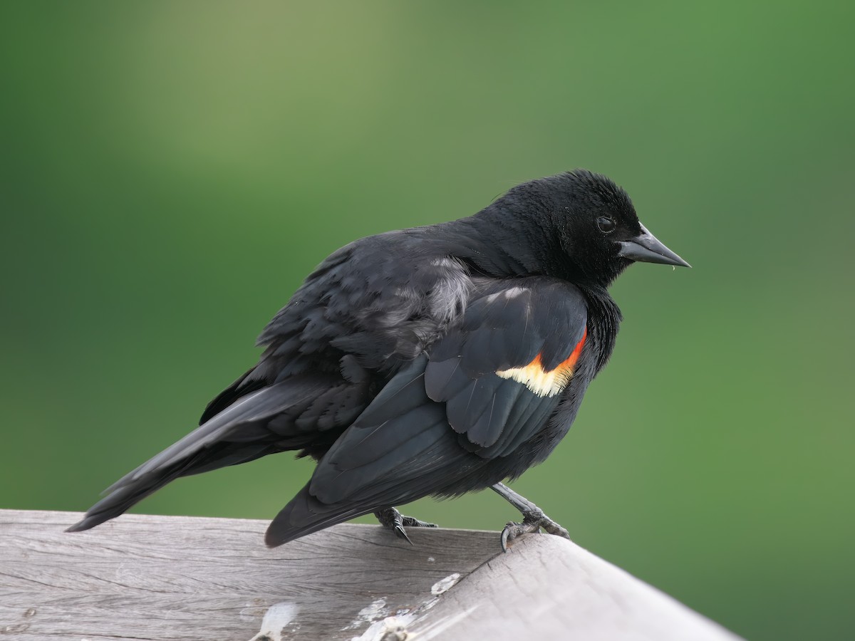 Red-winged Blackbird - ML620341533