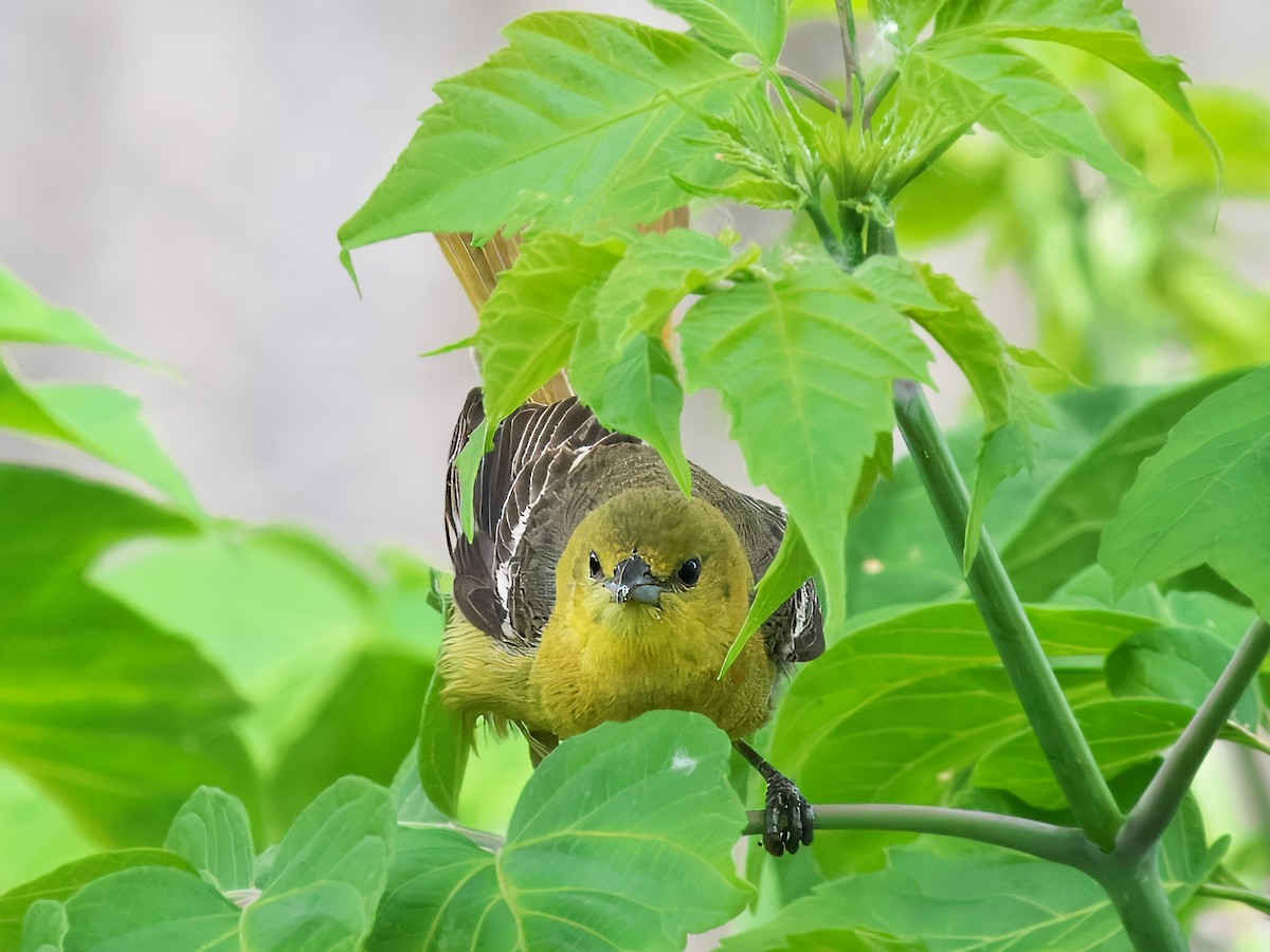 Orchard Oriole - ML620341537