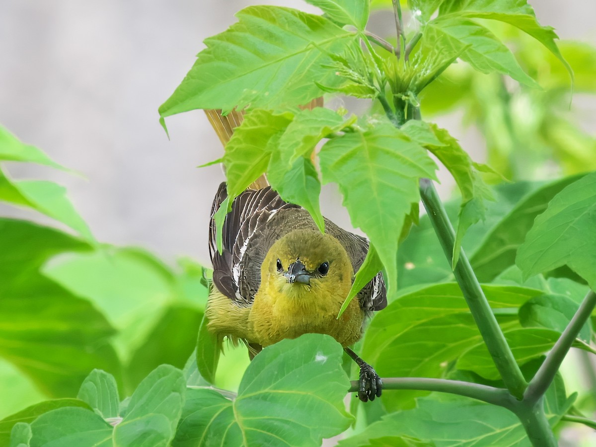 Orchard Oriole - Gavin Edmondstone