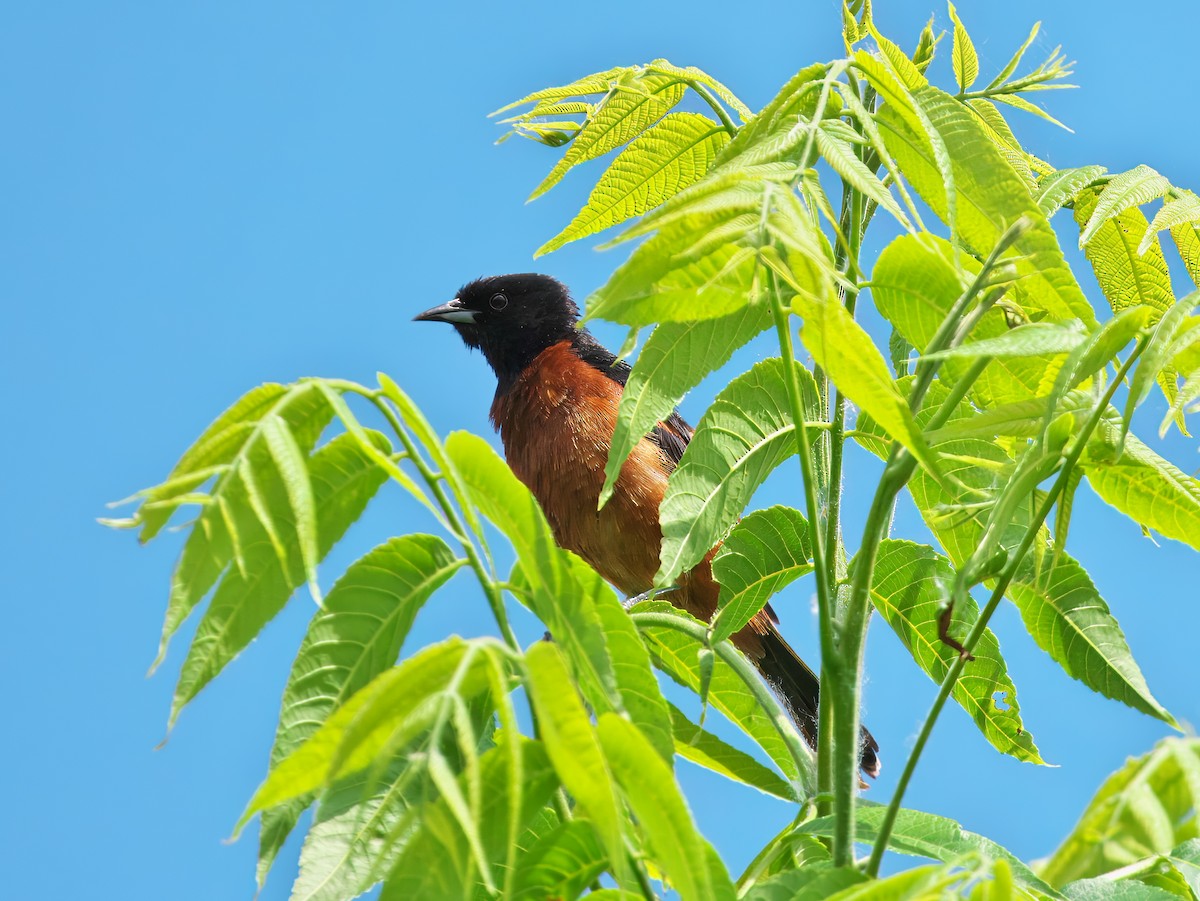 Orchard Oriole - Gavin Edmondstone