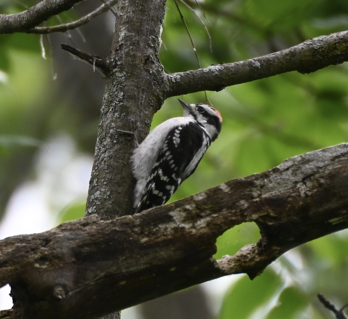 Downy Woodpecker - ML620341549