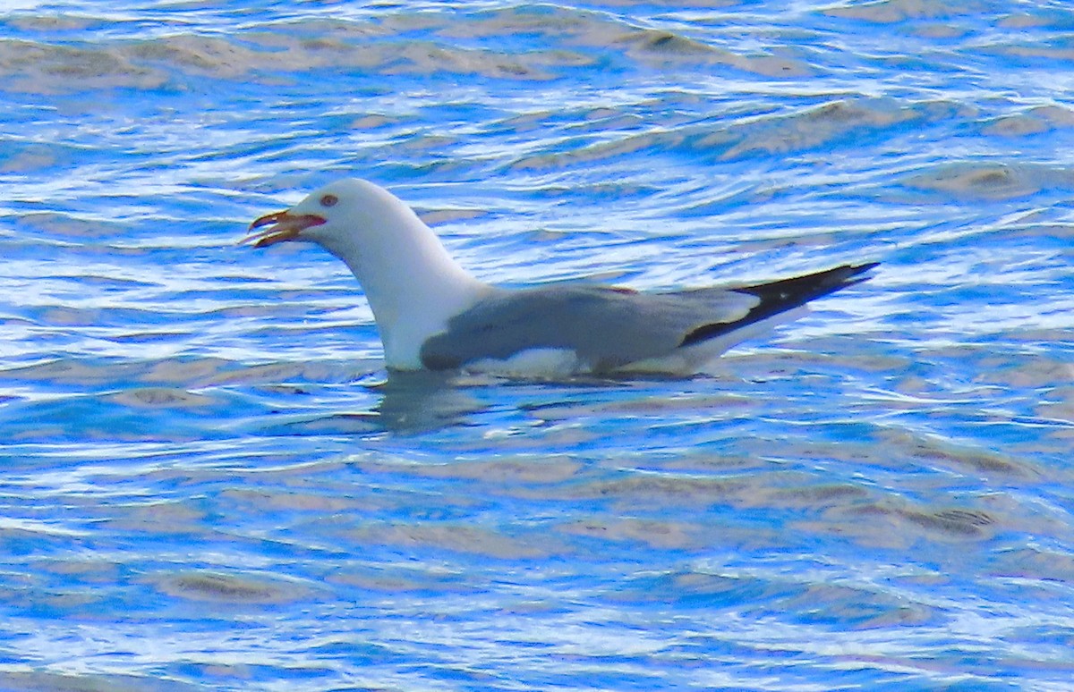 Gaviota Argéntea - ML620341568