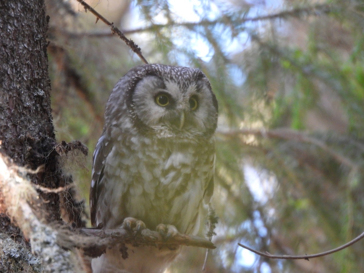 Boreal Owl (Tengmalm's) - ML620341571