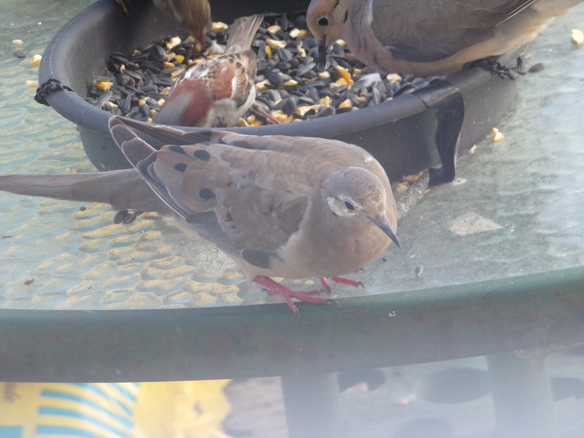 Mourning Dove - ML620341579