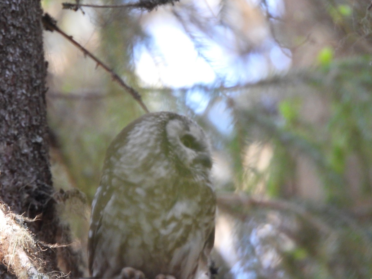 Boreal Owl (Tengmalm's) - ML620341594