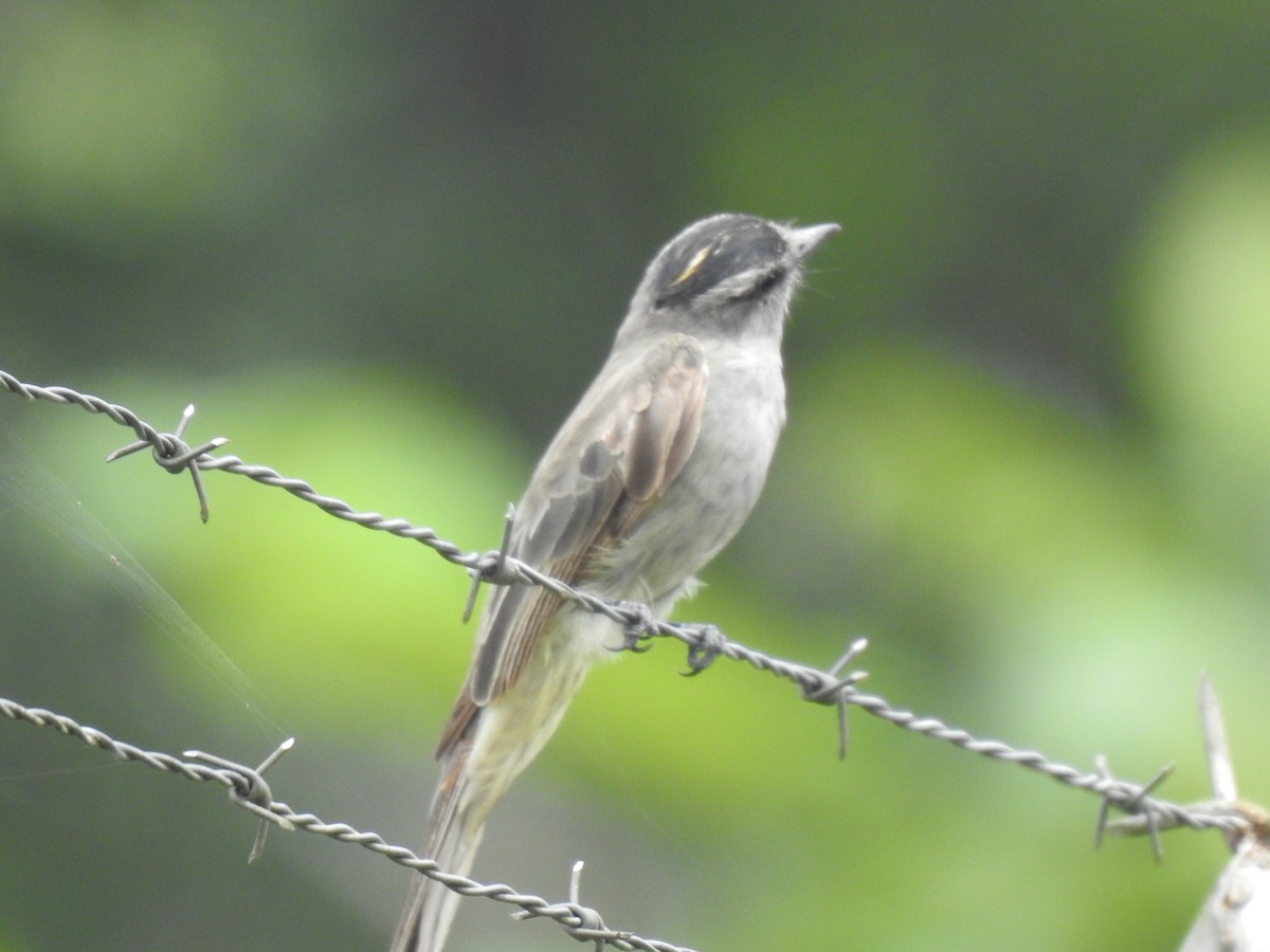 Crowned Slaty Flycatcher - ML620341596