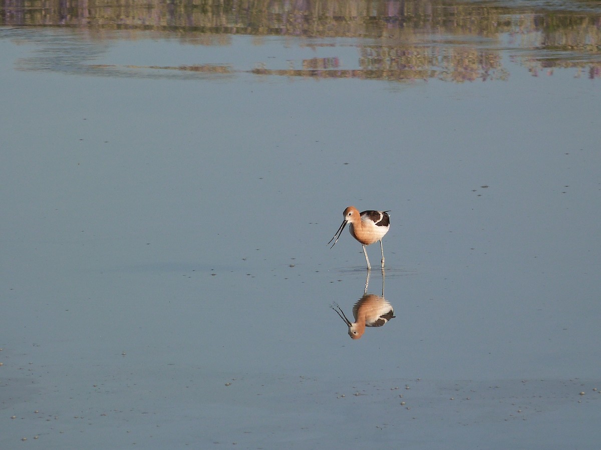 Avocette d'Amérique - ML620341604