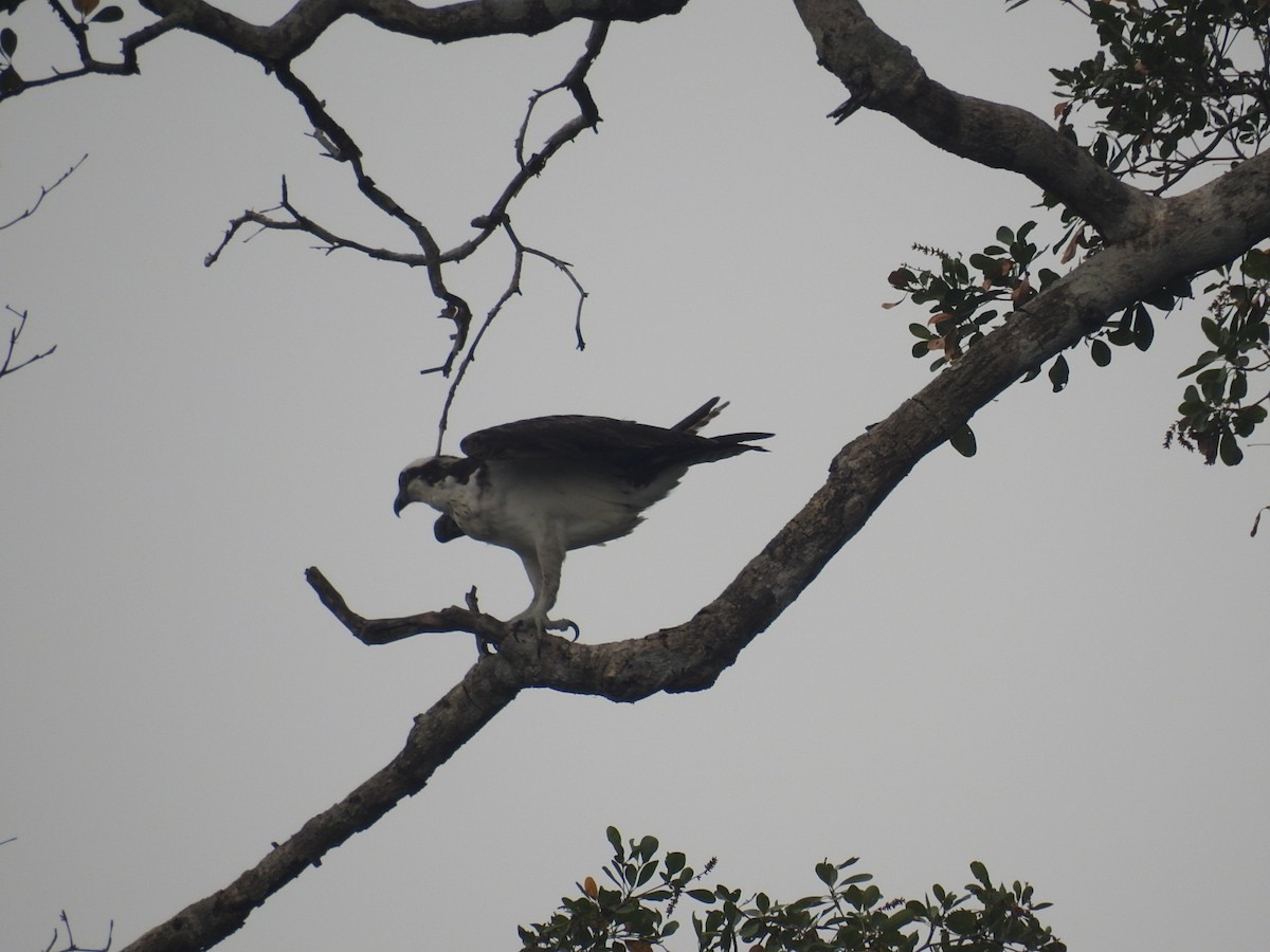 Osprey - ML620341606